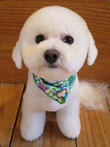 ビションフリーゼ駒込トリミング東京フントヒュッテ文京区かわいいビションこいぬトリミング時期子犬ビションフリーゼテディベアカット画像_21.jpg