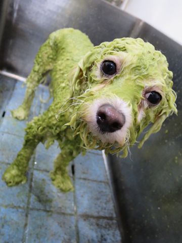 ビションフリーゼ駒込トリミング東京フントヒュッテ文京区かわいいビションこいぬトリミング時期子犬ビションフリーゼテディベアカット画像_23.jpg