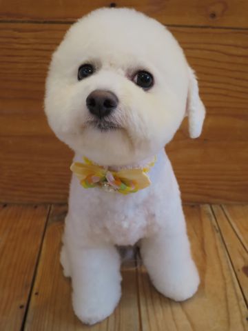 ビションフリーゼ駒込トリミング東京フントヒュッテ文京区かわいいビションこいぬトリミング時期子犬ビションフリーゼテディベアカット画像_24.jpg
