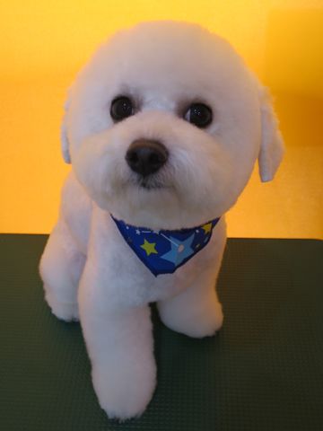 ビションフリーゼ駒込トリミング東京フントヒュッテ文京区かわいいビションこいぬトリミング時期子犬ビションフリーゼテディベアカット画像_25.jpg