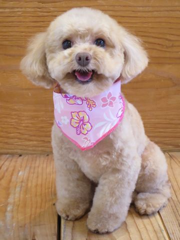 ȥסɥȥߥʸեȥҥåƶƥǥ٥åȥȥס襤ȥסɥȥסɥ륫åȥǥ̿Toy Poodle33.jpg