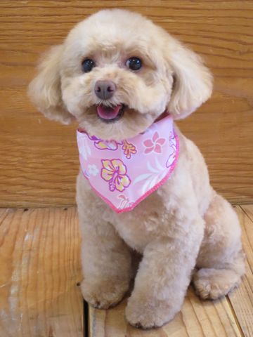 ȥסɥȥߥʸեȥҥåƶƥǥ٥åȥȥס襤ȥסɥȥסɥ륫åȥǥ̿Toy Poodle34.jpg