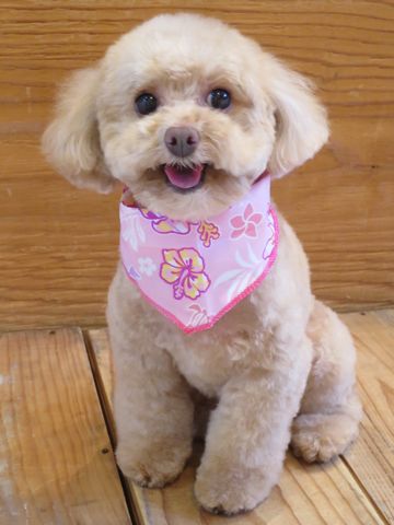 ȥסɥȥߥʸեȥҥåƶƥǥ٥åȥȥס襤ȥסɥȥסɥ륫åȥǥ̿Toy Poodle35.jpg