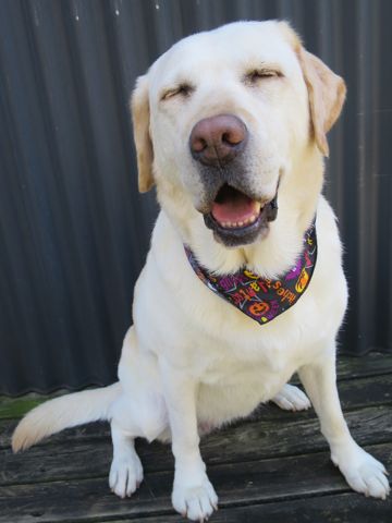 ラブラドール・レトリバートリミング文京区フントヒュッテ都内大型犬トリミング東京かわいいラブラドールレトリバー画像駒込ラブシャンプー関東大型犬画像47.jpg