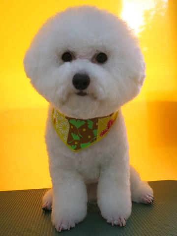 ビションフリーゼトリミング文京区フントヒュッテ駒込ビショントリミング東京ビションフリーゼカットスタイルモデル犬かわいいビションフリーゼ画像hundehutte_8.jpg