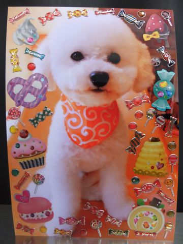 トイプードルトリミング文京区トイプードル丸くカット画像フントヒュッテ東京トイ・プードルホワイト駒込hundehutte関東ゼオライトデンタルケア歯垢歯石除去画像_2.jpg