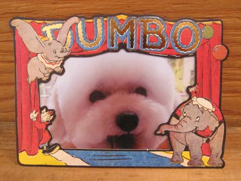 トイプードルトリミング文京区トイプードル丸くカット画像フントヒュッテ東京トイ・プードルホワイト駒込hundehutte関東ゼオライトデンタルケア歯垢歯石除去画像_3.jpg