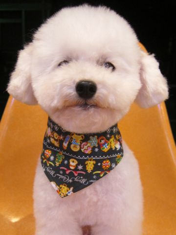 トイプードルトリミング文京区トイプードル丸くカット画像フントヒュッテ東京トイ・プードルホワイト駒込hundehutte関東ゼオライトデンタルケア歯垢歯石除去画像_4.jpg