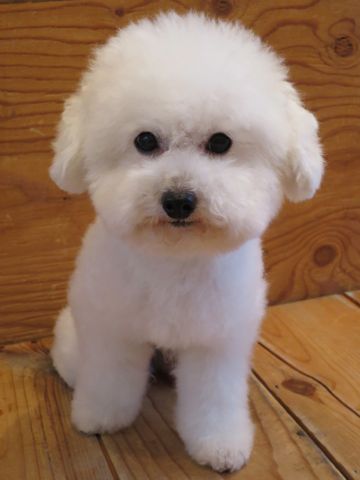 トイプードルトリミング文京区トイプードル丸くカット画像フントヒュッテ東京トイ・プードルホワイト駒込hundehutte関東ゼオライトデンタルケア歯垢歯石除去画像_8.jpg