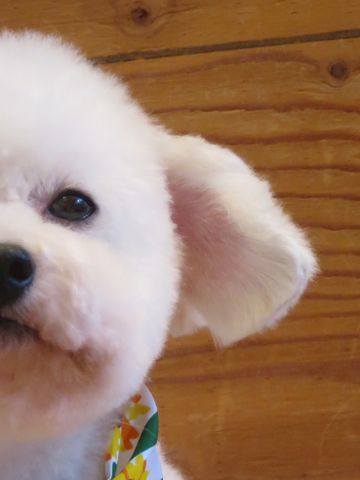 トイプードルトリミング文京区トイプードル丸くカット画像フントヒュッテ東京トイ・プードルホワイト駒込hundehutte関東ゼオライトデンタルケア歯垢歯石除去画像_9.jpg