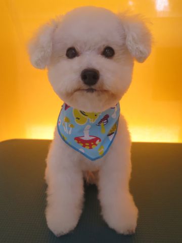 トイプードルトリミング文京区トイプードル丸くカット画像フントヒュッテ東京トイ・プードルホワイト駒込hundehutte関東ゼオライトデンタルケア歯垢歯石除去画像_10.jpg