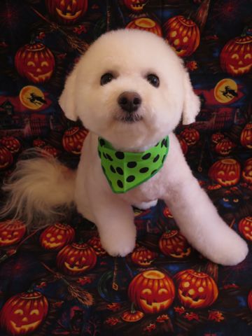 ビションフリーゼ駒込トリミング東京フントヒュッテ文京区かわいいビションこいぬトリミング時期子犬ビションフリーゼテディベアカット画像_26.jpg