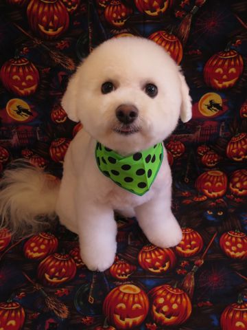 ビションフリーゼ駒込トリミング東京フントヒュッテ文京区かわいいビションこいぬトリミング時期子犬ビションフリーゼテディベアカット画像_27.jpg