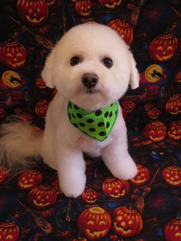 ビションフリーゼ駒込トリミング東京フントヒュッテ文京区かわいいビションこいぬトリミング時期子犬ビションフリーゼテディベアカット画像_28.jpg