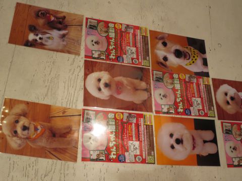 トリミングカットスタイル画像フントヒュッテ文京区犬カットモデル東京トイプードルカットスタイルビションフリーゼカット画像トイプーのビションカット駒込_12.jpg