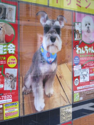 トリミングカットスタイル画像フントヒュッテ文京区犬カットモデル東京トイプードルカットスタイルビションフリーゼカット画像トイプーのビションカット駒込_16.jpg