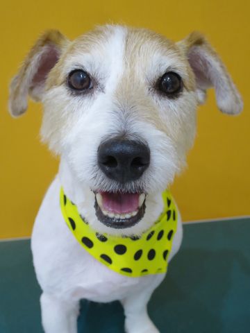 ジャック・ラッセル・テリアトリミング文京区フントヒュッテ駒込犬歯みがきゼオライトデンタルケア歯垢歯石除去効果東京ジャック・ラッセル・テリアのサマーカット_6.jpg