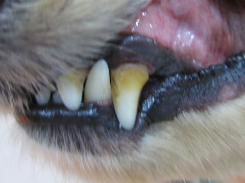 ゼオライトデンタルケア 犬の歯垢歯石除去歯磨き Hundehutte フントヒュッテ