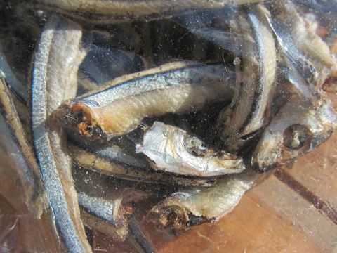 愛犬の健康おやつ国産北海道産犬のおやつ無添加無着色保存料不使用犬おやつ東京文京区フントヒュッテ駒込吉備女子きびなごDHAEPA不飽和脂肪酸画像近海きびなご姿干し_2.jpg