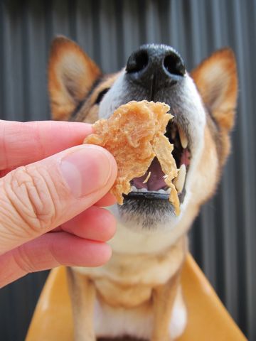 ミックス犬トリミング駒込柴犬抜け毛時期ミックス犬写真柴犬ミックス犬画像文京区フントヒュッテ東京犬歯垢歯石におい口臭歯周病歯磨きやり方犬デンタルケア効果hundehutte_34.jpg