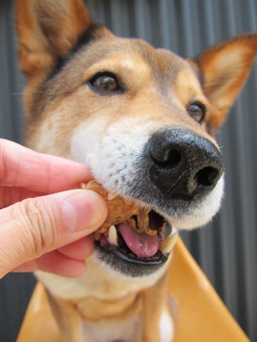 ミックス犬トリミング駒込柴犬抜け毛時期ミックス犬写真柴犬ミックス犬画像文京区フントヒュッテ東京犬歯垢歯石におい口臭歯周病歯磨きやり方犬デンタルケア効果hundehutte_35.jpg