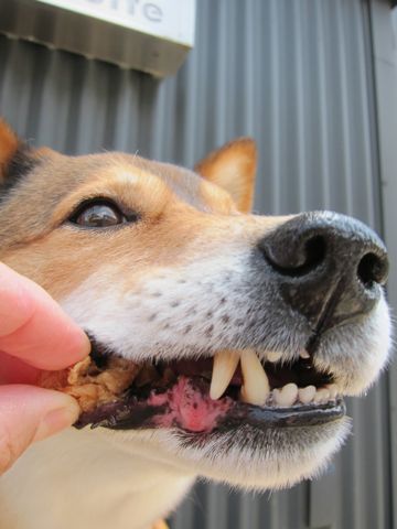 ミックス犬トリミング駒込柴犬抜け毛時期ミックス犬写真柴犬ミックス犬画像文京区フントヒュッテ東京犬歯垢歯石におい口臭歯周病歯磨きやり方犬デンタルケア効果hundehutte_36.jpg