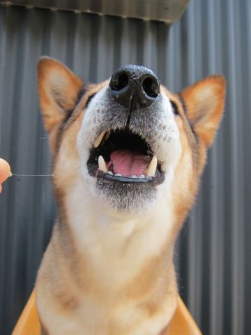 ミックス犬トリミング駒込柴犬抜け毛時期ミックス犬写真柴犬ミックス犬画像文京区フントヒュッテ東京犬歯垢歯石におい口臭歯周病歯磨きやり方犬デンタルケア効果hundehutte_37.jpg