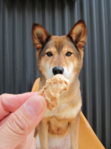 ミックス犬トリミング駒込柴犬抜け毛時期ミックス犬写真柴犬ミックス犬画像文京区フントヒュッテ東京犬歯垢歯石におい口臭歯周病歯磨きやり方犬デンタルケア効果hundehutte_39.jpg