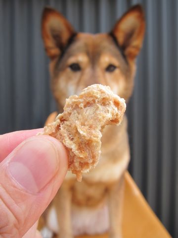 ミックス犬トリミング駒込柴犬抜け毛時期ミックス犬写真柴犬ミックス犬画像文京区フントヒュッテ東京犬歯垢歯石におい口臭歯周病歯磨きやり方犬デンタルケア効果hundehutte_40.jpg