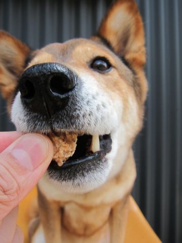 ミックス犬トリミング駒込柴犬抜け毛時期ミックス犬写真柴犬ミックス犬画像文京区フントヒュッテ東京犬歯垢歯石におい口臭歯周病歯磨きやり方犬デンタルケア効果hundehutte_41.jpg