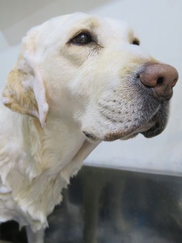 ラブラドール・レトリバートリミング文京区フントヒュッテ都内大型犬トリミング東京かわいいラブラドールレトリバー画像駒込ラブシャンプー関東大型犬画像_2.jpg