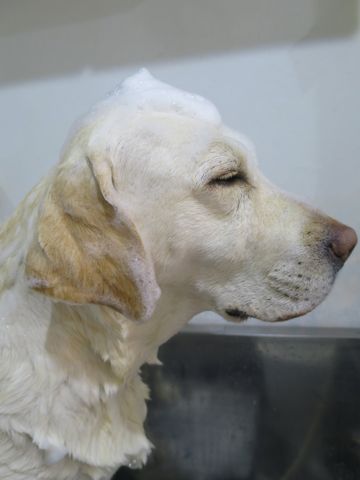 ラブラドール・レトリバートリミング文京区フントヒュッテ都内大型犬トリミング東京かわいいラブラドールレトリバー画像駒込ラブシャンプー関東大型犬画像_4.jpg