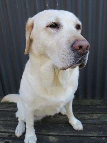 ラブラドール・レトリバートリミング文京区フントヒュッテ都内大型犬トリミング東京かわいいラブラドールレトリバー画像駒込ラブシャンプー関東大型犬画像_5.jpg