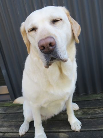 ラブラドール・レトリバートリミング文京区フントヒュッテ都内大型犬トリミング東京かわいいラブラドールレトリバー画像駒込ラブシャンプー関東大型犬画像_6.jpg