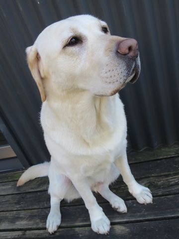 ラブラドール・レトリバートリミング文京区フントヒュッテ都内大型犬トリミング東京かわいいラブラドールレトリバー画像駒込ラブシャンプー関東大型犬画像_7.jpg