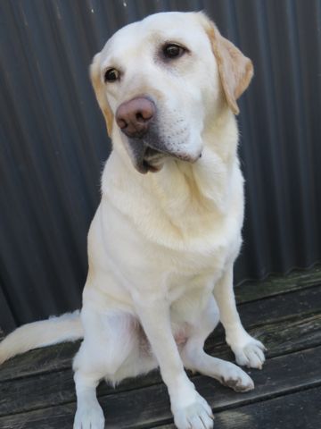 ラブラドール・レトリバートリミング文京区フントヒュッテ都内大型犬トリミング東京かわいいラブラドールレトリバー画像駒込ラブシャンプー関東大型犬画像_8.jpg