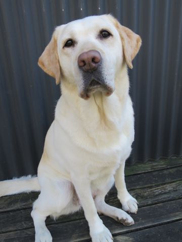 ラブラドール・レトリバートリミング文京区フントヒュッテ都内大型犬トリミング東京かわいいラブラドールレトリバー画像駒込ラブシャンプー関東大型犬画像_9.jpg