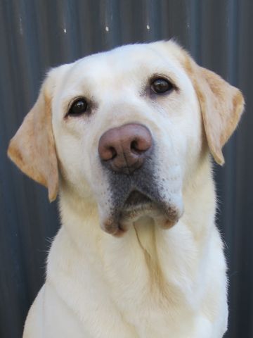 ラブラドール・レトリバートリミング文京区フントヒュッテ都内大型犬トリミング東京かわいいラブラドールレトリバー画像駒込ラブシャンプー関東大型犬画像_10.jpg
