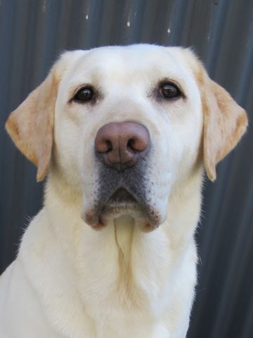 ラブラドール・レトリバートリミング文京区フントヒュッテ都内大型犬トリミング東京かわいいラブラドールレトリバー画像駒込ラブシャンプー関東大型犬画像_11.jpg