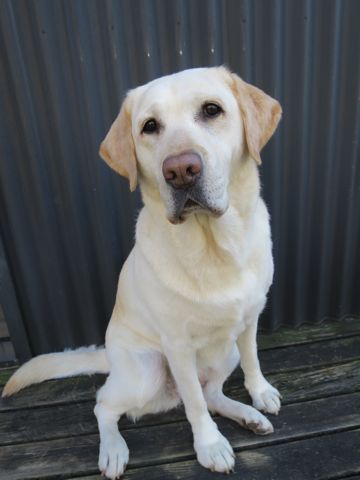 ラブラドール・レトリバートリミング文京区フントヒュッテ都内大型犬トリミング東京かわいいラブラドールレトリバー画像駒込ラブシャンプー関東大型犬画像_12.jpg