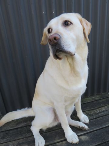 ラブラドール・レトリバートリミング文京区フントヒュッテ都内大型犬トリミング東京かわいいラブラドールレトリバー画像駒込ラブシャンプー関東大型犬画像_13.jpg
