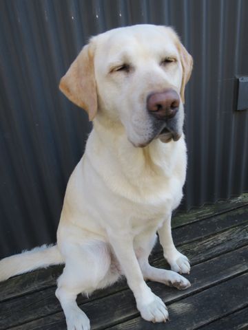 ラブラドール・レトリバートリミング文京区フントヒュッテ都内大型犬トリミング東京かわいいラブラドールレトリバー画像駒込ラブシャンプー関東大型犬画像_14.jpg