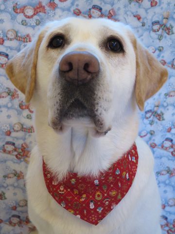 ラブラドール・レトリバートリミング文京区フントヒュッテ駒込大型犬トリミング東京かわいいラブラドールレトリバー画像都内大型犬関東画像クリスマス2015_2.jpg