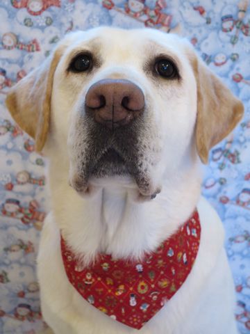 ラブラドール・レトリバートリミング文京区フントヒュッテ駒込大型犬トリミング東京かわいいラブラドールレトリバー画像都内大型犬関東画像クリスマス2015_3.jpg