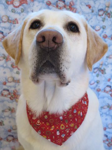 ラブラドール・レトリバートリミング文京区フントヒュッテ駒込大型犬トリミング東京かわいいラブラドールレトリバー画像都内大型犬関東画像クリスマス2015_4.jpg