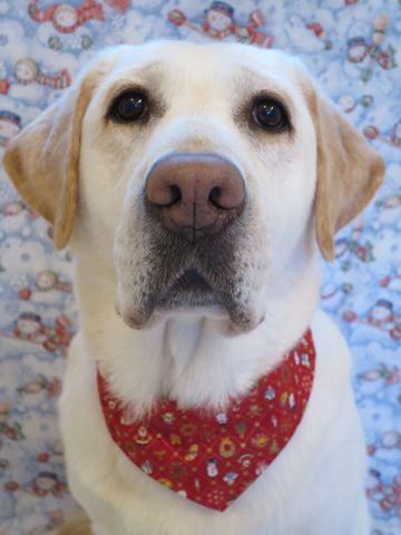 ラブラドール・レトリバートリミング文京区フントヒュッテ駒込大型犬トリミング東京かわいいラブラドールレトリバー画像都内大型犬関東画像クリスマス2015_5.jpg
