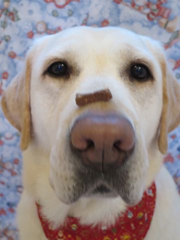 ラブラドール・レトリバートリミング文京区フントヒュッテ駒込大型犬トリミング東京かわいいラブラドールレトリバー画像都内大型犬関東画像クリスマス2015_6.jpg