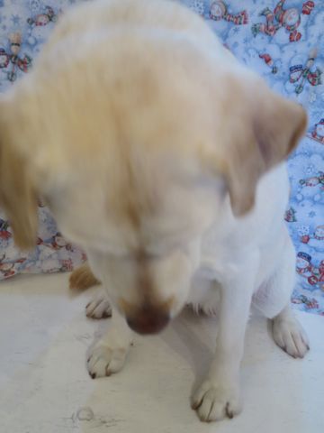 ラブラドール・レトリバートリミング文京区フントヒュッテ駒込大型犬トリミング東京かわいいラブラドールレトリバー画像都内大型犬関東画像クリスマス2015_7.jpg