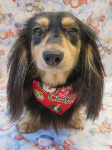 ダックストリミング東京ダックスフントカニヘン都内トリミング料金文京区フントヒュッテ駒込hundehutteかわいいカニンヘンダックス画像サイズ色カラー性格クリスマス2015_1.jpg
