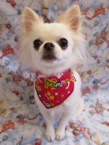 チワワトリミング文京区チワワトリミング料金東京hundehutteフントヒュッテ駒込犬デンタルケアチワワ歯磨きかわいいチワワ画像チワワサイズ色カラー性格クリスマス2015_2.jpg